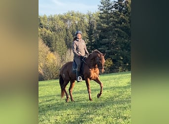 Andalusian Mix, Mare, 10 years, 15,2 hh, Chestnut-Red