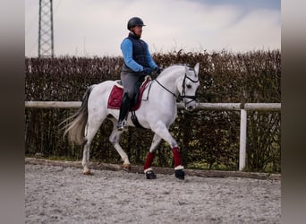 Andalusian, Mare, 10 years, 15.3 hh, Gray