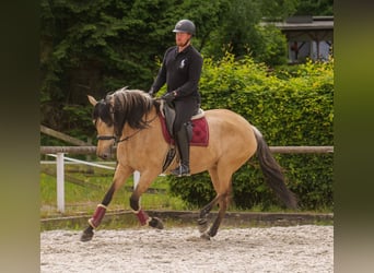 Andalusian, Mare, 10 years, 15,3 hh, Dun