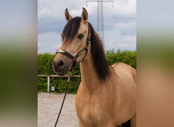 Andalusian, Mare, 10 years, 15,3 hh, Dun