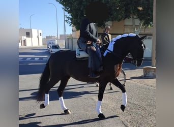 Andalusian, Mare, 10 years, 16.1 hh, Black