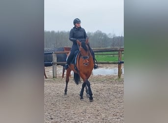 Andalusier, Stute, 10 Jahre, 16 hh, Rotbrauner