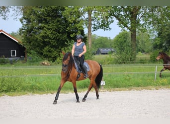 Andalusier, Stute, 10 Jahre, 16 hh, Rotbrauner