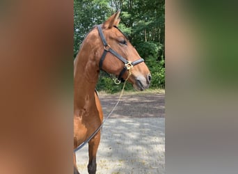 Andalusier, Stute, 10 Jahre, 16 hh, Rotbrauner