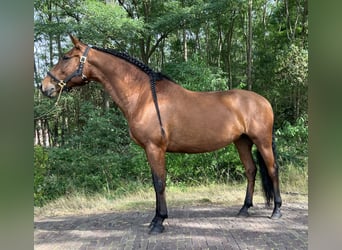 Andalusier, Stute, 10 Jahre, 16 hh, Rotbrauner