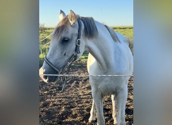 Andalusian, Mare, 10 years, 16 hh, Gray