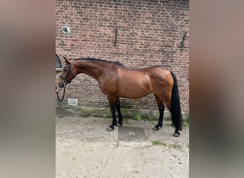 Andalusian Mix, Mare, 11 years, 15,1 hh, Brown-Light