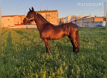 Andalusian, Mare, 11 years, 15.2 hh, Bay-Dark