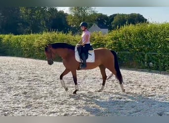 Andalusian, Mare, 11 years, 15.2 hh, Brown