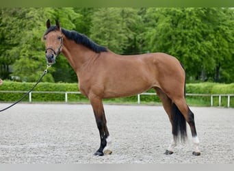 Andalusian, Mare, 11 years, 15.2 hh, Brown