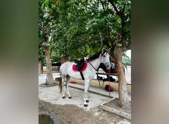 Andalusian Mix, Mare, 11 years, 15.2 hh, Grey