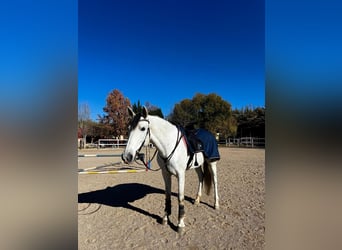 Andalusian Mix, Mare, 11 years, 15.2 hh, Grey