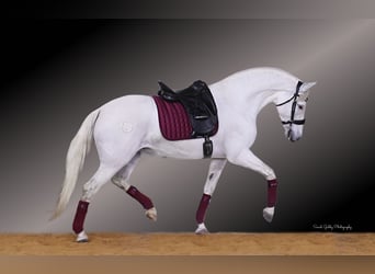 Andalusian, Mare, 11 years, 15.2 hh, White