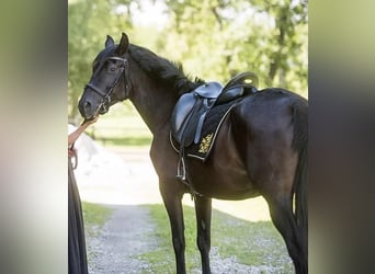 Andalusian, Mare, 11 years, 15.3 hh, Black