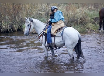 Andalusian, Mare, 11 years, 15,1 hh, Gray