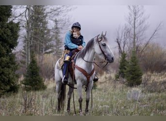 Andalusian, Mare, 11 years, 15,1 hh, Gray