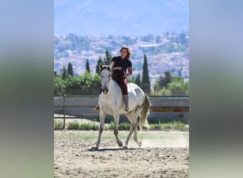 Andalusian Mix, Mare, 11 years, 15,2 hh, Grey