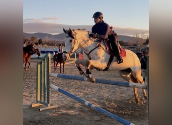 Andalusian Mix, Mare, 11 years, 15,2 hh, Grey