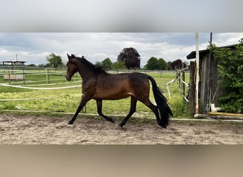 Andalusian, Mare, 11 years, 16 hh, Bay-Dark