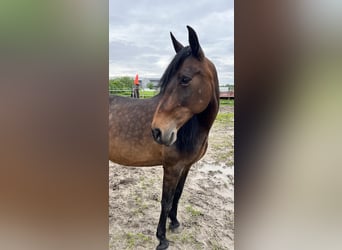 Andalusian, Mare, 11 years, 16 hh, Bay-Dark