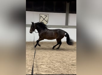 Andalusian, Mare, 11 years, 16 hh, Bay-Dark