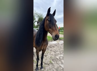 Andalusian, Mare, 11 years, 16 hh, Bay-Dark