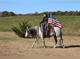 Andalusian, Mare, 11 years, Grey-Dapple