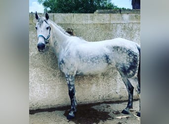 Andalusian, Mare, 12 years, 14.1 hh, Gray-Dapple