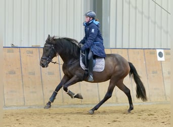 Andalusian, Mare, 12 years, 14.2 hh, Brown