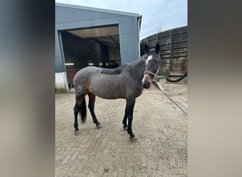 Andalusian Mix, Mare, 12 years, 15.1 hh, Bay-Dark