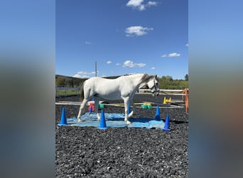 Andalusian, Mare, 12 years, 15.1 hh, Gray