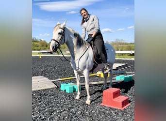 Andalusian, Mare, 12 years, 15.1 hh, Gray