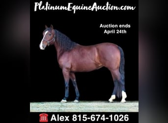 Andalusian, Mare, 12 years, 15.2 hh, Bay