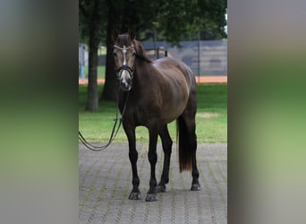 Andalusian Mix, Mare, 12 years, 15.2 hh, Buckskin