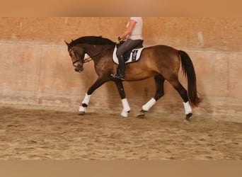 Andalusian Mix, Mare, 12 years, 15.2 hh, Buckskin