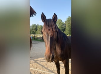 Andalusian, Mare, 12 years, 15,2 hh, Smoky-Black