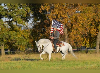 Andalusian, Mare, 12 years, 15,2 hh, White