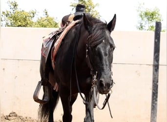 Andalusian Mix, Mare, 12 years, 15 hh, Black