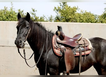 Andalusian Mix, Mare, 12 years, 15 hh, Black