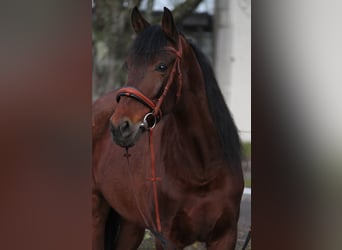 Andalusian, Mare, 12 years, 15 hh, Brown