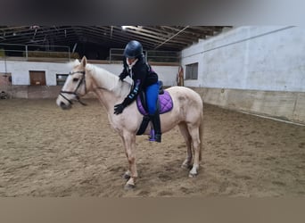Andalusian, Mare, 12 years, 15 hh, Palomino
