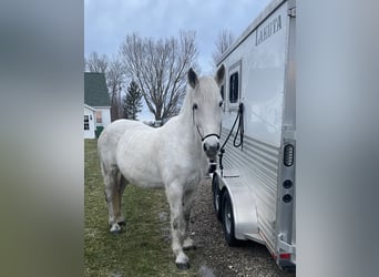 Andalusian Mix, Mare, 12 years, 16 hh, Gray
