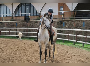 Andalusier, Stute, 12 Jahre, 16 hh, Apfelschimmel