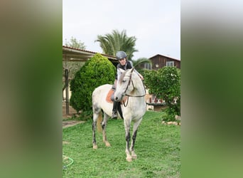 Andalusier, Stute, 12 Jahre, 16 hh, Apfelschimmel