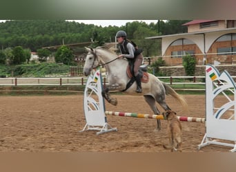 Andalusier, Stute, 12 Jahre, 16 hh, Apfelschimmel