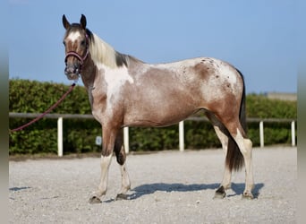 Andalusier, Stute, 13 Jahre, 14,2 hh, Red Dun