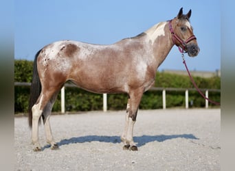 Andalusier, Stute, 13 Jahre, 14,2 hh, Red Dun