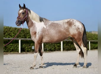 Andalusier, Stute, 13 Jahre, 14,2 hh, Red Dun