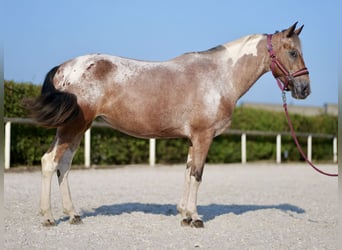 Andalusier, Stute, 13 Jahre, 14,2 hh, Red Dun