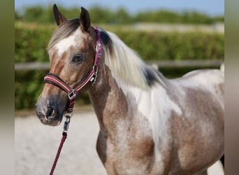 Andalusier, Stute, 13 Jahre, 14,2 hh, Red Dun